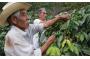Nescaf   Plan underway in Colombia