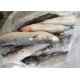 Mugil Cephalus Cephalus 1400g Healthy Frozen Grey Mullet