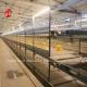 Automatic Feeding  Broiler Battery Cage System For Farming  Save Space Emily