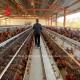 Uganda 4 Tiers  Poultry Layer Cage For Sale Farm Chicken 100 KG Mia