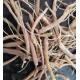 Ashwagandha root Withania Somnifera dried rhizome Nan fei zui qie