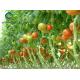 Large Size Tomato Plant Greenhouse Galvanized Steel Skeleton Materials