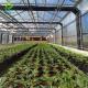 Blackout Greenhouse For Medical Plants