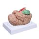 Life Size Human Anatomy Brain Model 8 Parts For Science Medical Teaching