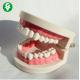 One to One Dental Teeth Model Oral Teaching For Students Natural Bigger