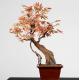 Red Chinese Style Artificial Potted Floor Plants Hotel Desk Decor Maple