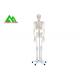 Life Size Medical Anatomical Human Skeleton Model 97 X 45.5 X 28cm