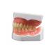 Realistic Shape Zirconia Dental Crown Manufacturing 3D Denture Model