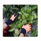 Orange Polyester Seamless Liner Ultimate Dexterity Rubber Protective Gardening Gloves