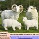 Customized Park Decor Fiberglass Life Size Animal Sculpture Handmade Polished Finish