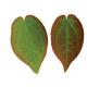Epimedium Leaf Herb Powder