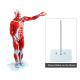 80cm 27 Parts Muscle Model Anatomy For Medical Learning