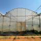 Multispan Plastic Film Tunnel Greenhouse With Vertical Farming Hydroponics System