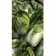 Big Size Dark Green Cabbage / Organic Green Cabbage 2.5kg / Per