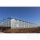 Plant Growth Multi-span Glass Skeleton Greenhouse with Customizable Length up to 50m
