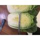 Yummy Green Flat Head Cabbage For Nourishing Yin And Moisturizing