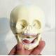 PVC Plastic Fetal Skull Model for Medical Teaching