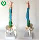 Colorful Teaching Spine Model With Nerves 45CM Medium Sized Vertical