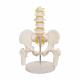 Medical Lumbar Spine Pelvic Anatomical Skeleton Model Vertebral Column 3D
