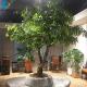 5-10 Years Life Time Artificial Tree Plant , Crape Myrtle Flower Tree