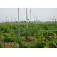 Metal Trellis Posts / Steel Vineyard Posts Suitable For Various Bad Conditions