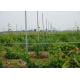 Solid Durable Metal Garden Posts , Vineyard Poles 50x34mm Size Erosion Resistant