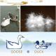 Lujiang Homchang Down and Feather Manufacture Co., Ltd, Duck Down Products