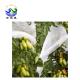 Greenhouse Nonwoven 40gsm Fabric Fruit Protection Bag