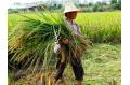 Gov't expecting good grain harvest in 2011