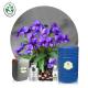 CAS 8024-08-6 Aromatherapy Violet Flower Essential Oil Body Care