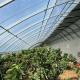 US Currency Commercial Tomato Planting Sunlight Greenhouse for Optimal Crop Production