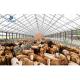 Customized Size Steel Structure Design Livestock Farm Shed for Goat/Cattle Farms Building