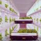 Shipping Container Vertical Farming with Commercial Greenhouse and Multi-Span Design