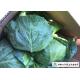 Big Size Late Flat Dutch Cabbage No Slight Crack Growing Without Pollution