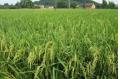 New green super rice expected in 10 years