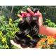 Healthy 100% Malaysian Human Hair Weave Natural Black / Dark Brown From Young Girl
