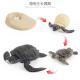 Black Sea Turtle Life Cycle Figure Model Toy For Boys Girls Kids