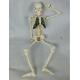 Medical Human Body Skeleton Model Demonstrates Green Sternum With Lumbar Disc Herniation