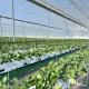 Multi Span Film Greenhouse for Hydroponics Growing Protects Plants from Harsh Weather