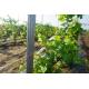 Agriculture Metal Vineyard Trellis Posts 2.0MM Thickness H Hole Type