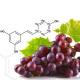 Herb extract powder Polygonum cuspidatum extract Resveratrol powerful antioxidant