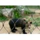 Stainless Steel Zoo Wire Mesh for Bear