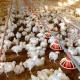 Automatic Chicken House Broiler Poultry Farm Equipment