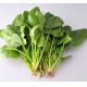 100% water-soluble Spinach Extract Powder/Spray Drying Spinach Powder