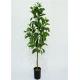 90cm Artificial Decorative Trees No Maintenance Required Everlasting Tropical Look