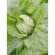 Japan Standard Fresh Green Cabbage Big Size Own Plantation Delicious Taste
