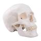 Life Size Adult Human Skull Anatomical Head Skeleton Model With Removable Teeth