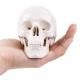 Medical Training 10cm Mini Human Skeleton Model , Plastic Skull Model