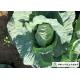 Fiber Shin Flat Head Cabbage No Yellow Flower , Flathead Cabbage HACCP & GAP