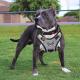 No Pull Nylon Dog Harness Anti Tear Adjustable Reflective Oxford Material Soft Vest